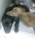 Mishone e Nazus