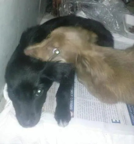 Cachorro ra a vira lata idade 2 a 6 meses nome Mishone e Nazus