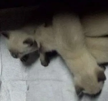 Gato ra a Siamês idade Abaixo de 2 meses nome não tem