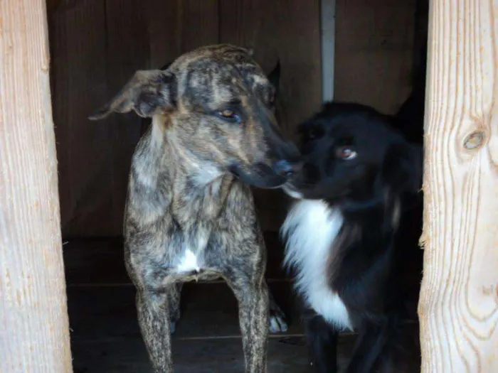 Cachorro ra a idade nome Gordo e neguinho