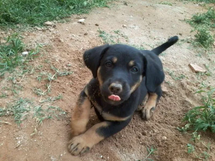 Cachorro ra a Sem Raça idade 2 a 6 meses nome Sem Nome