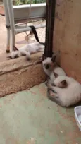 Docinho, Rex, Cérebro
