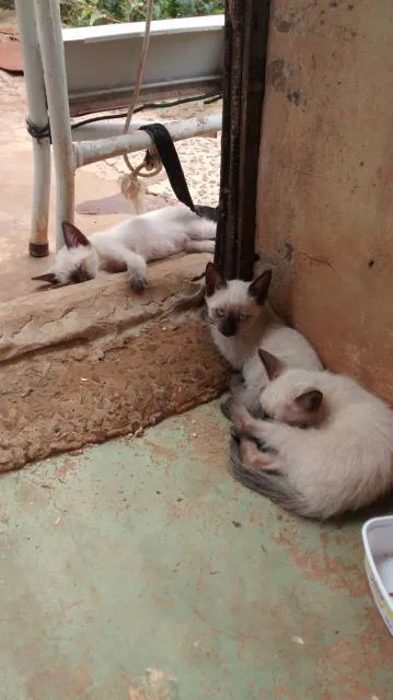 Gato ra a vira lata idade 2 a 6 meses nome Docinho, Rex, Cérebro