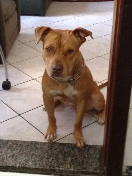Cachorro ra a American Pit Bull Terrier idade 2 anos nome Muhé