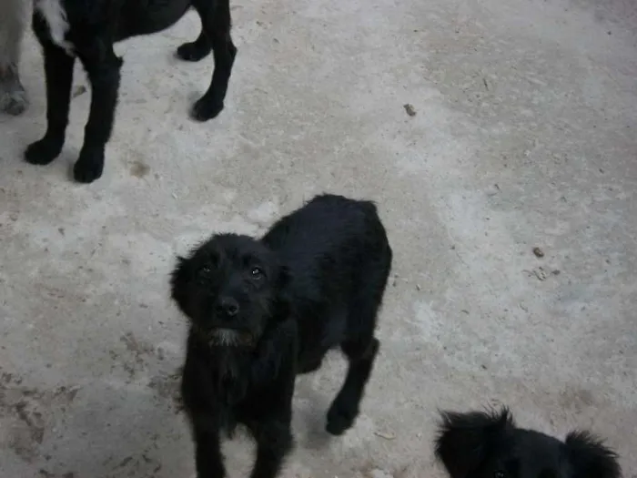 Cachorro raça  idade 2 a 6 meses nome pitukinha,mel,marley