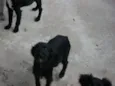 pitukinha,mel,marley