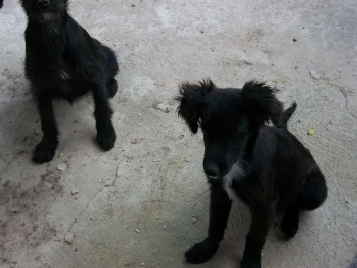 Cachorro raça  idade 2 a 6 meses nome pitukinha,mel,marley