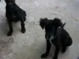 pitukinha,mel,marley