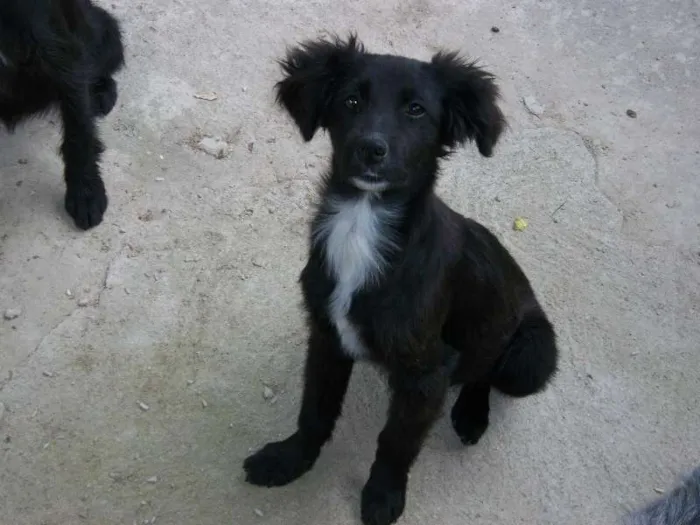 Cachorro raça  idade 2 a 6 meses nome pitukinha,mel,marley