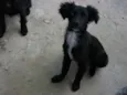 pitukinha,mel,marley