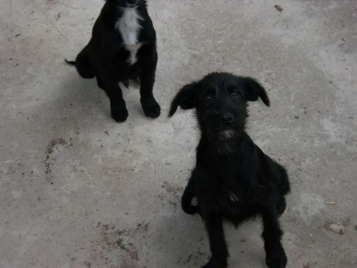 Cachorro raça  idade 2 a 6 meses nome pitukinha,mel,marley