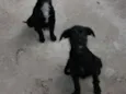pitukinha,mel,marley