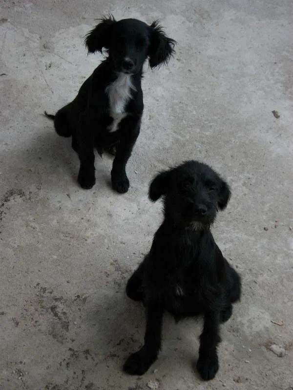 Cachorro raça  idade 2 a 6 meses nome pitukinha,mel,marley