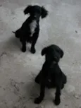 pitukinha,mel,marley