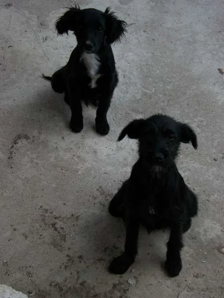 Cachorro raça  idade 2 a 6 meses nome pitukinha,mel,marley