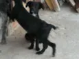 pitukinha,mel,marley
