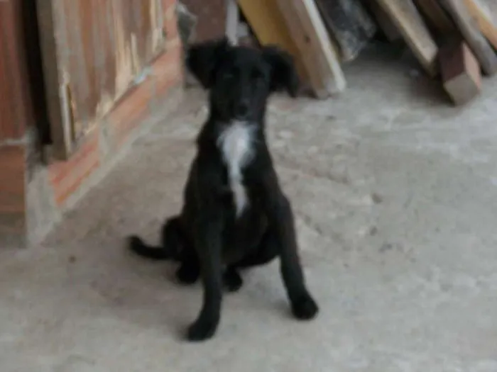 Cachorro raça  idade 2 a 6 meses nome pitukinha,mel,marley