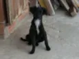 pitukinha,mel,marley