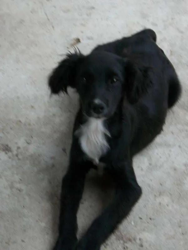 Cachorro raça  idade 2 a 6 meses nome pitukinha,mel,marley