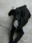 pitukinha,mel,marley