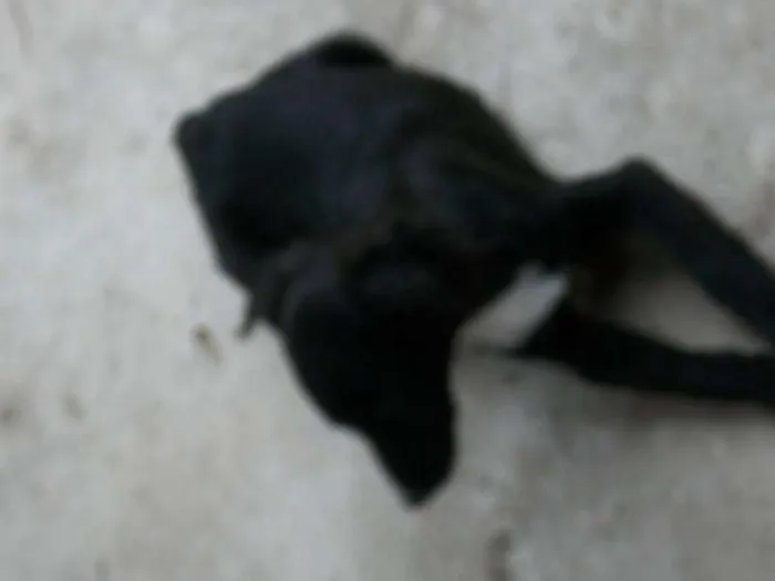 Cachorro raça  idade 2 a 6 meses nome pitukinha,mel,marley