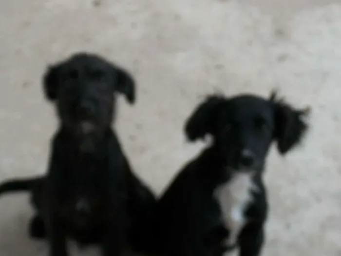 Cachorro raça  idade 2 a 6 meses nome pitukinha,mel,marley