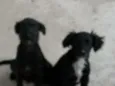 pitukinha,mel,marley