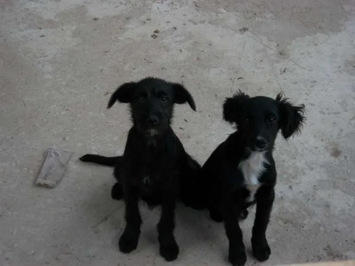 Cachorro raça  idade 2 a 6 meses nome pitukinha,mel,marley