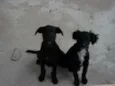 pitukinha,mel,marley