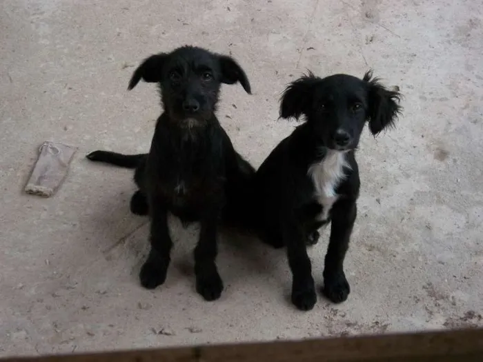 Cachorro raça  idade 2 a 6 meses nome pitukinha,mel,marley