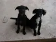 pitukinha,mel,marley