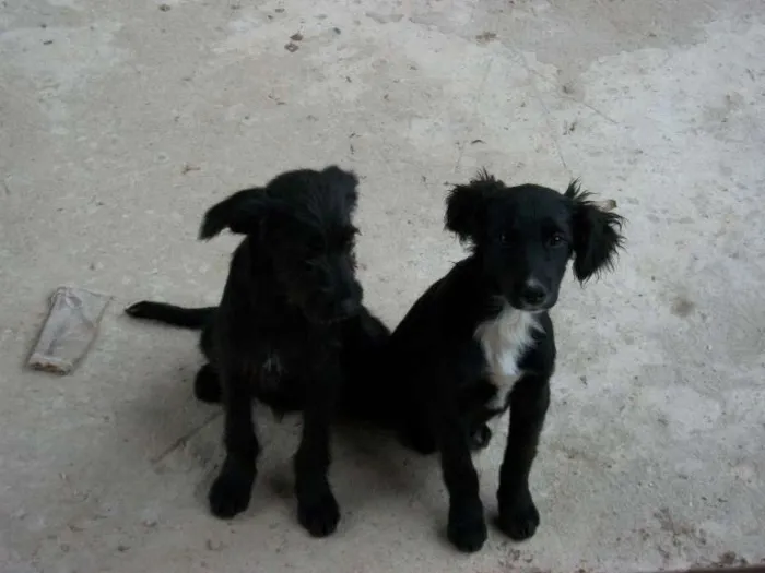 Cachorro raça  idade 2 a 6 meses nome pitukinha,mel,marley