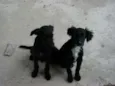 pitukinha,mel,marley