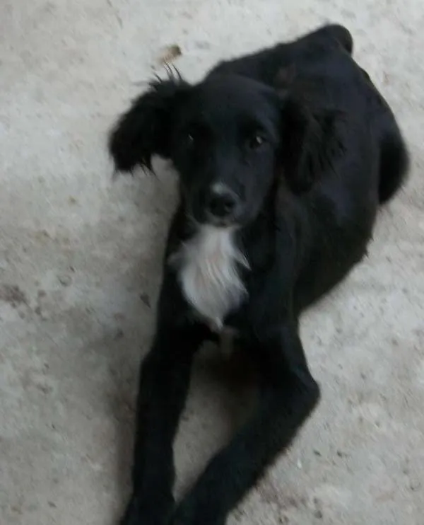 Cachorro raça  idade 2 a 6 meses nome pitukinha,mel,marley