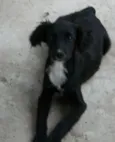 pitukinha,mel,marley