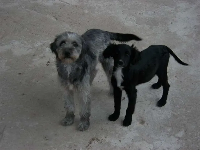 Cachorro raça  idade 2 a 6 meses nome pitukinha,mel,marley