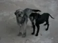 pitukinha,mel,marley