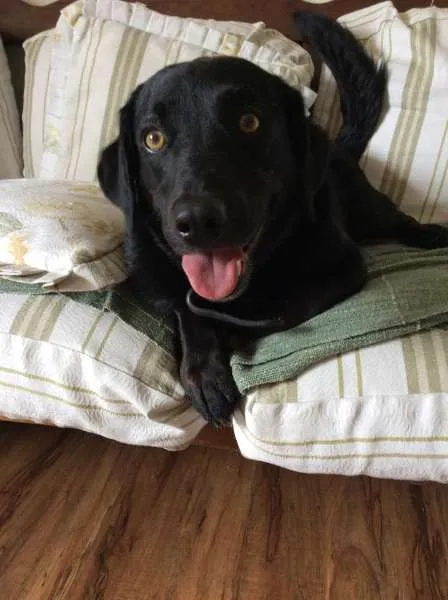 Cachorro ra a Não definida idade 4 anos nome Negão