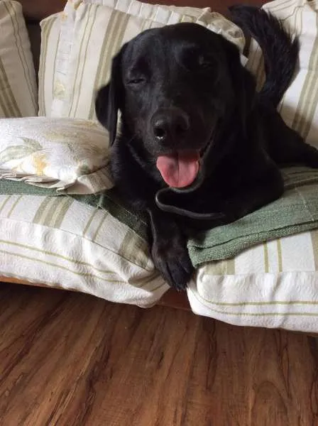Cachorro ra a Não definida idade 4 anos nome Negão