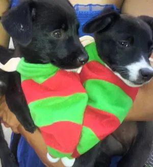 Cachorro raça SRD idade 2 a 6 meses nome FILHOTES