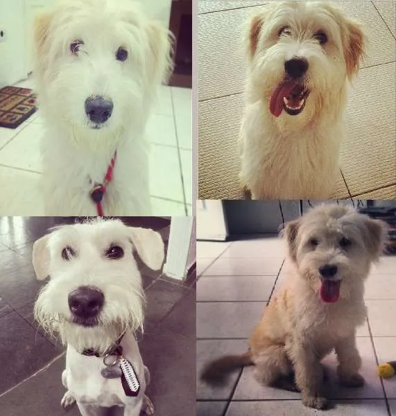 Cachorro ra a SRD idade 1 ano nome Timmy