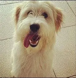 Cachorro ra a SRD idade 1 ano nome Timmy