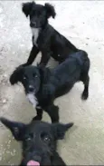 pitukinha,mel,marley
