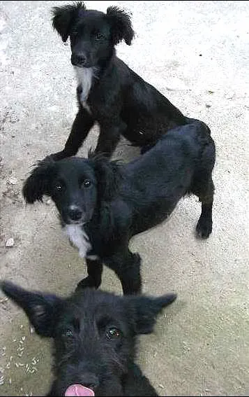 Cachorro raça  idade 2 a 6 meses nome pitukinha,mel,marley
