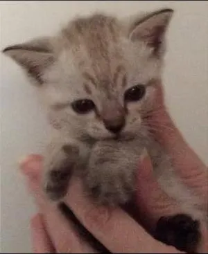 Gato raça srd idade Abaixo de 2 meses nome Sukita