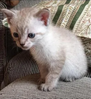 Gato raça srd idade Abaixo de 2 meses nome Picoca