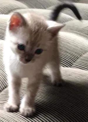 Gato raça srd idade Abaixo de 2 meses nome Cisco