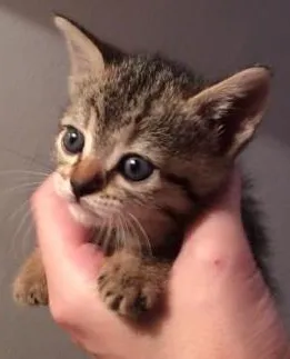 Gato raça srd idade Abaixo de 2 meses nome Minduim