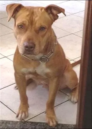 Cachorro raça American Pit Bull Terrier idade 2 anos nome Muhé