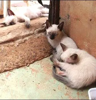 Gato ra a vira lata idade 2 a 6 meses nome Docinho, Rex, Cérebro
